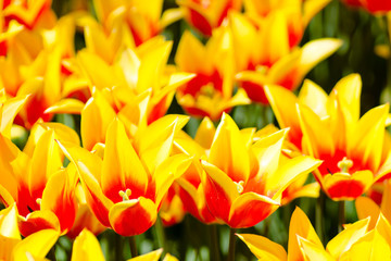 Bright field of star-shaped yellow tulips