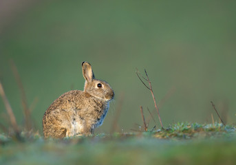 European rabbit, sitting in the grass, with clean background, Czech Republic, Europe