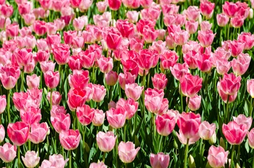 Fotobehang Gentle pink tulips on green background. Gorgeous tulip field © elecstasy