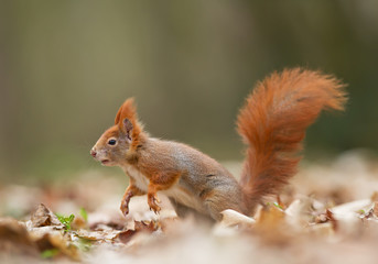 Red squirrel running out, clean background, Czech Republic, Europe