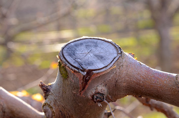 pruned apple twigs in spring