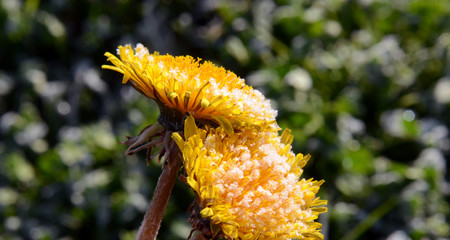 morning frost on a dandelion flower