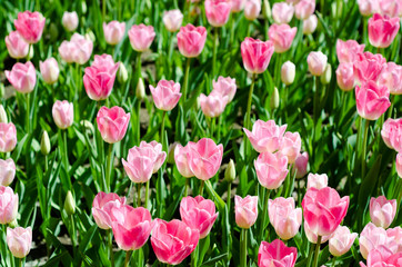 Gentle pink tulips on green background. Gorgeous tulip field