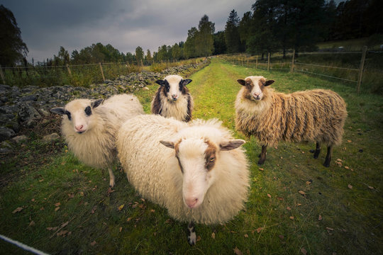 F&aring;r.
