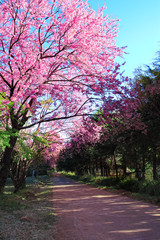 Cherry Blossom Pathway in Chiang Mai, Thailand