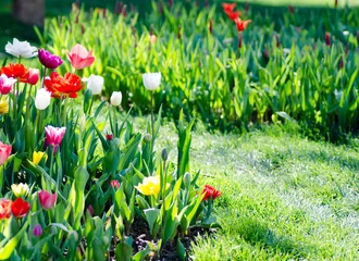 Fotobehang Bright flower bed full of colorful parrot tulips © elecstasy