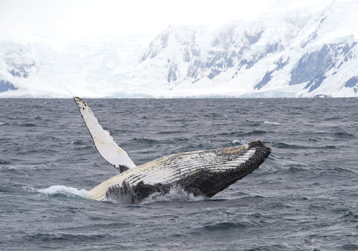 Humpback whale breaching in the cloudy day, with snowy mountains in background, Antarctic Peninsula