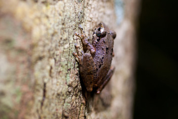 Fototapeta premium Pseudophilautus - Shrub frog