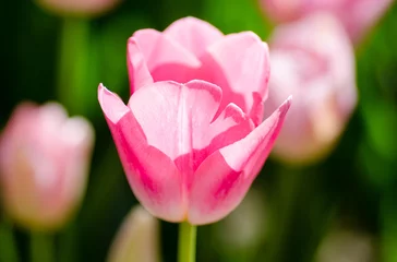Fotobehang Cute and gentle pink tulip flower. Shallow focus © elecstasy