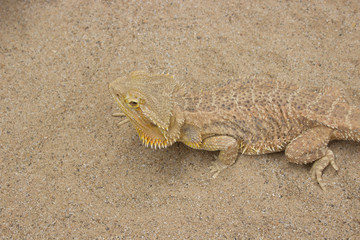 Bearded Dragon in outdoor garden