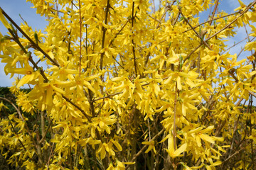 Early blooming Forsythia  sporting vibrant yellow flowers.  