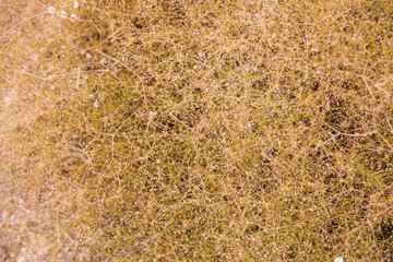 Dry thin desert grass