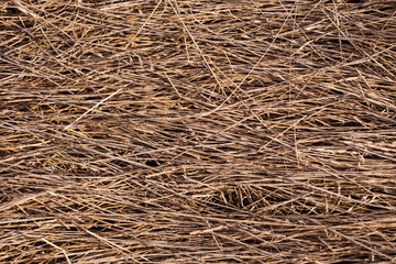 The texture of dry grass in the sun