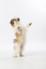 Obraz premium standing havanese