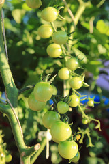 Close up of fresh tomatoes still on the plant