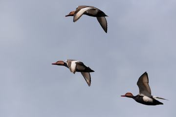 Red-crested Pochard, Netta rufina