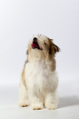 begging havanese puppy