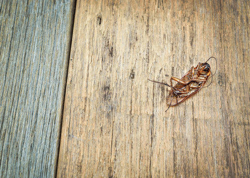 Selective focus and color filter  / Dead cockroaches on the wooden floor, Healthcare concept 