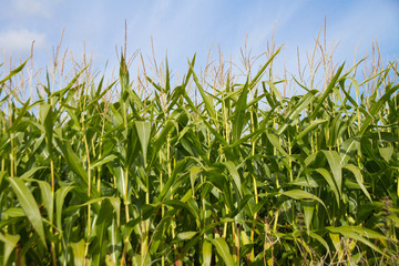 Maize growing for grain, silage or bio fuel production.