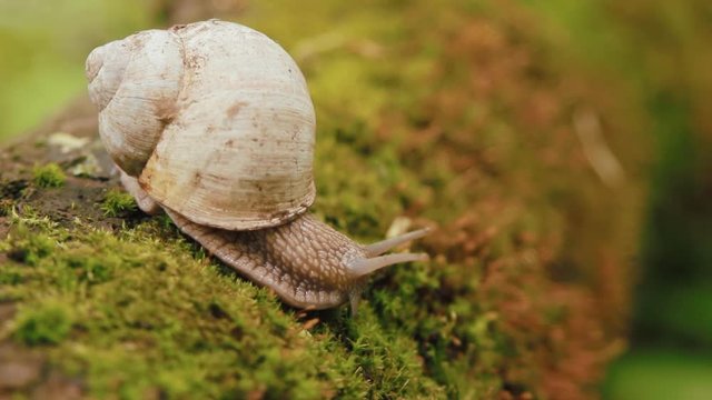Snail crawling over moss