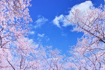 Küchenrückwand glas motiv Kirschblüte 青空と満開の桜