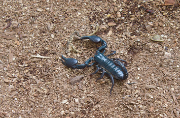 Scorpions in the the forest outdoors