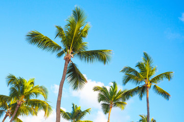 Palm trees over blue cloudy sky