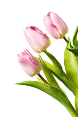 Three fresh pink tulips isolated on white background