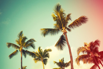 Coconut palm trees over bright sky background
