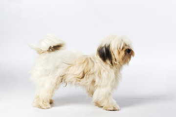 furry havanese
