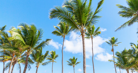 Fototapeta na wymiar Palm trees, nature of Dominican republic