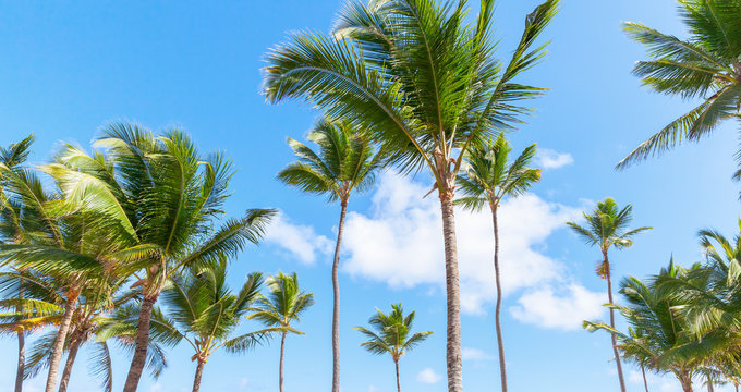 Palm trees, nature of Dominican republic