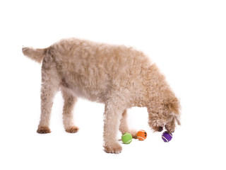 shaggy labradoodle with balls