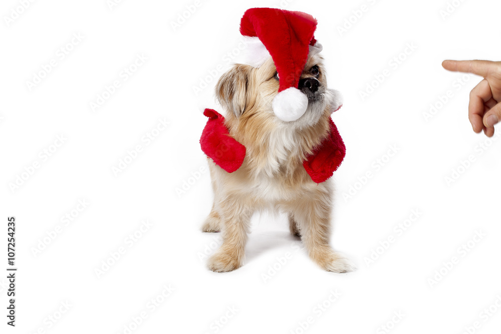 Wall mural christmas puppy