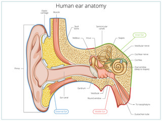 Human ear structure medical educational vector