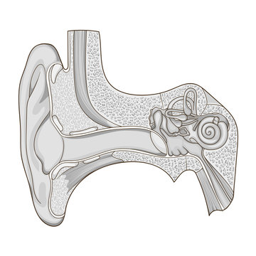 Human Ear Structure Medical Educational Vector