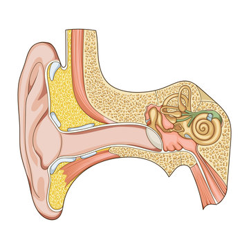 Human ear structure medical educational vector