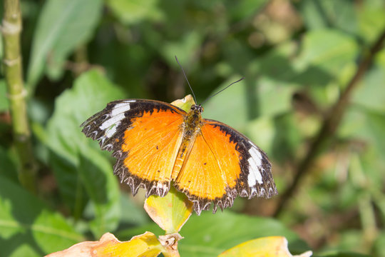 Butterfly in outdoor garden
