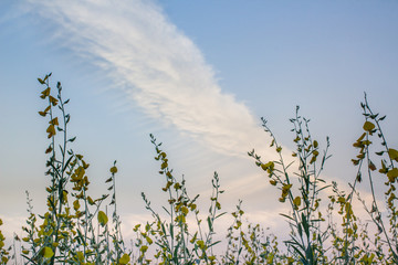 Cirrus cloudy sky above sun hemp yellow field flowers on day time for background.