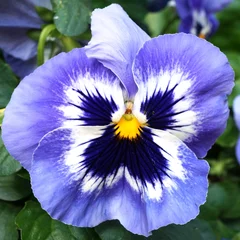 Photo sur Plexiglas Pansies Fleurs violettes pensées blanches et violettes