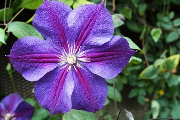 Purple clematis flower