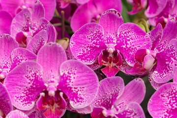 Moth orchid or Phalaenopsis.