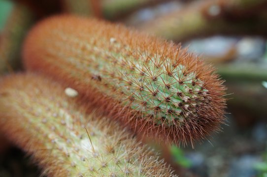 Golden rat tail cactus plant (Cleistocactus winteri)