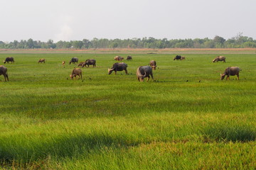 Herd of buffaloes eat grasses in green field 