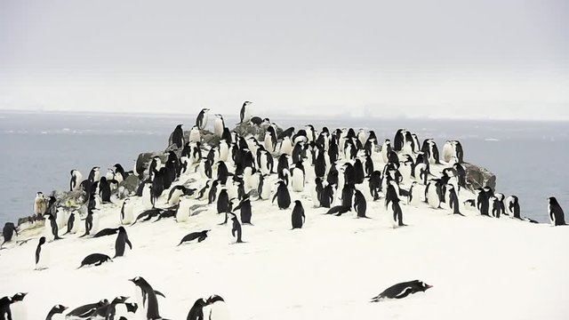Chinstrap penguins on the nest