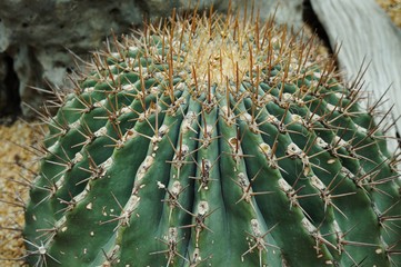Naklejka na ściany i meble Spiny Barrel Cactus plant (Echinocactus)