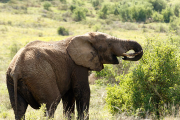 Elephant Eating Again