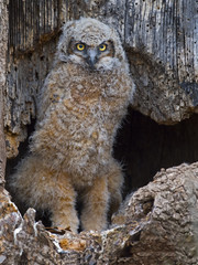 Great Horned Owlet Standing inside Nest