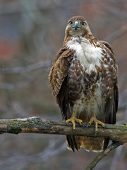 Red-tailed Hawk Sitting on Branch