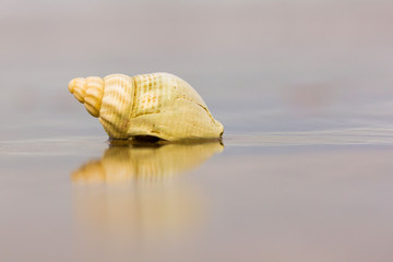 Einsame Muschel am Strand